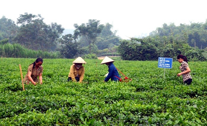 Производство чая по стандартам VietGAP в провинции Туенкуанг - ảnh 3
